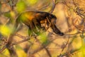 Mantled Howler Monkey - Alouatta palliata Royalty Free Stock Photo