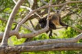 Mantled Howler Monkey - Alouatta palliata Royalty Free Stock Photo