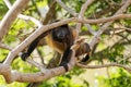 Mantled Howler Monkey - Alouatta palliata Royalty Free Stock Photo