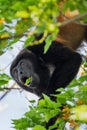 Mantled Howler Monkey - Alouatta palliata Royalty Free Stock Photo