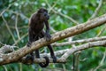 Mantled Howler Monkey - Alouatta palliata Royalty Free Stock Photo