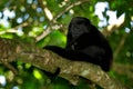 Mantled Howler Monkey Alouatta palliata in the nature habitat. Black monkey in the forest. Black monkey in the tree. Animal in Cos Royalty Free Stock Photo