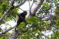 Mantled howler monkey - Alouatta palliata