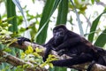 Mantled howler monkey - Alouatta palliata