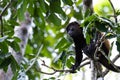 Mantled howler monkey - Alouatta palliata