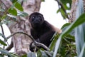 Mantled howler monkey - Alouatta palliata