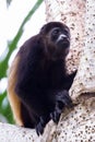 Mantled howler monkey - Alouatta palliata