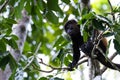 Mantled howler monkey - Alouatta palliata