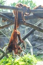 Mantled Howler Monkey Alouatta palliata in zoo Berlin