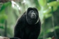 Mantled Howler Monkey - Tortuguero, Costa Rica