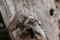 Mantling Great Horned Owl Fledgling Royalty Free Stock Photo