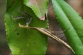 Mantodea in bush