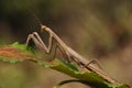 Mantodea on a green