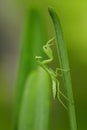 Mantodea is on a green leaf.