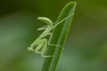 Mantodea is on a green leaf.