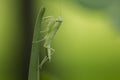 Mantodea is on a green leaf. Royalty Free Stock Photo