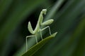 Mantodea is on a green leaf.