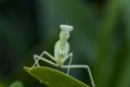 Mantodea is on a green leaf. Royalty Free Stock Photo