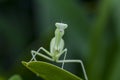 Mantodea is on a green leaf.