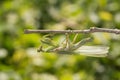 Mantodea , Hierodula patellifera , A green praying mantis perched on a branch in nature against a blurred background