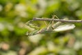 Mantodea , Hierodula patellifera , A green praying mantis perched on a branch in nature against a blurred background