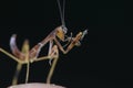 Mantodea Mantis eating insect extreme close up