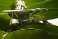 Mantodea, Mantis green insect are siting on leaf