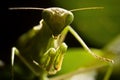 Mantodea, Mantis green insect are siting on leaf