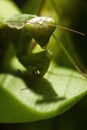 Mantodea, Mantis green insect are siting on leaf