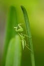 Mantodea is on a green leaf.