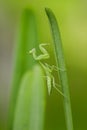 Mantodea is on a green leaf. Royalty Free Stock Photo