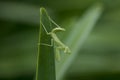 Mantodea is on a green leaf. Royalty Free Stock Photo