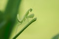 Mantodea is on a green leaf.