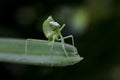 Mantodea is on a green leaf. Royalty Free Stock Photo