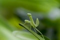 Mantodea is on a green leaf. Royalty Free Stock Photo