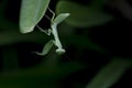 Mantodea is on a green leaf.