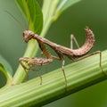 Mantodea order perched on a green stem, displaying an S-curved postu Royalty Free Stock Photo