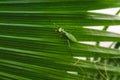 Mantodea Praying mantis walking on the leaf of a palm tree