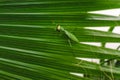 Mantodea Praying mantis walking on the leaf of a palm tree