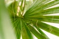 Mantodea Praying mantis walking on the leaf of a palm tree