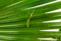 Mantodea Praying mantis walking on the leaf of a palm tree