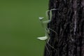 Mantodea is on the tree. Royalty Free Stock Photo