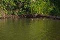 Manu National Park, Peru - August 07, 2017: Giant Otters in Cocha Salvador in the Amazon rainforest of Manu National Park, Peru