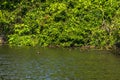 Manu National Park, Peru - August 07, 2017: Giant Otters in Cocha Salvador in the Amazon rainforest of Manu National Park, Peru