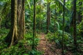 Manu National Park, Peru - August 07, 2017: Path in the Amazon r Royalty Free Stock Photo