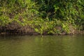 Manu National Park, Peru - August 07, 2017: Giant Otters in Cocha Salvador in the Amazon rainforest of Manu National Park, Peru