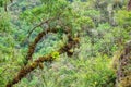 Beautiful epiphytic plants growing on a tree branch in a cloud forest in Peru.