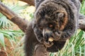 Manual brown lemur eating banana sitting on a tree Royalty Free Stock Photo