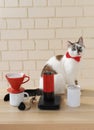 Manual coffee brewing. Pour over, grinder, scale. Barista cat in red bow tie. Alternative drip batch filter