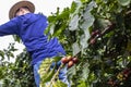 Manual coffee harvesting work on the brazilian farm in Vera Cruz city